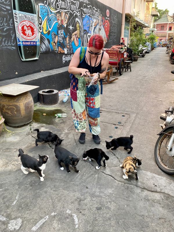 I will find animals in any location I go to, especially if it's a cat.