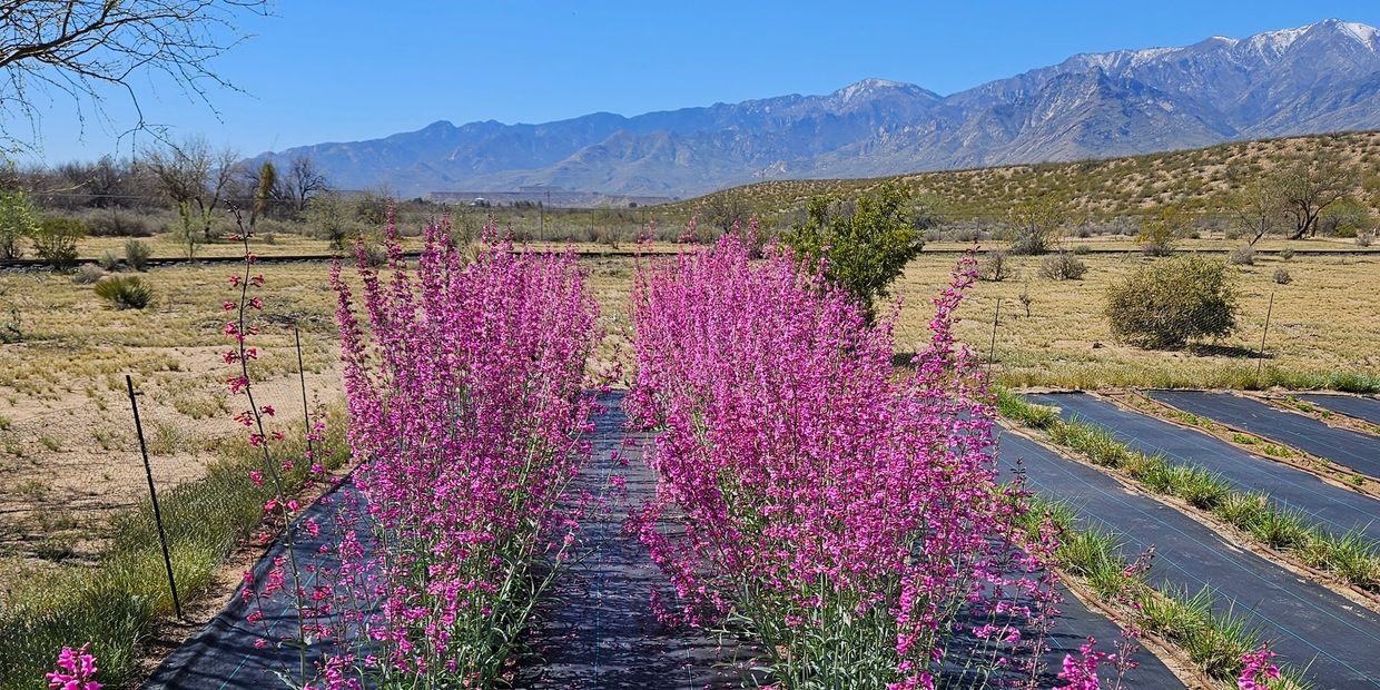 Rows of pink flowers with mountain backdrop.