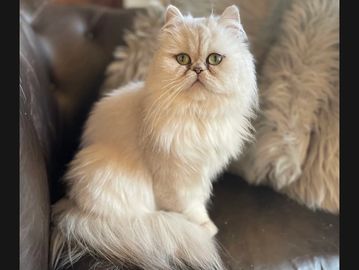 Fluffy cream-colored Persian cat sitting on a dark couch.