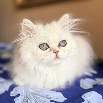Fluffy white cat with big eyes resting.