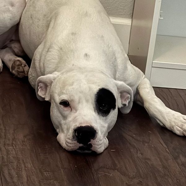 White dog with a black patch around one eye lying on a wooden floor.