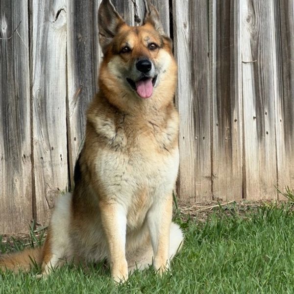 Happy German Shepherd sitting in grass by wooden fence.