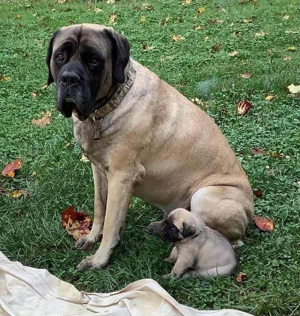 Huckleberry and Tanker, mini me pose