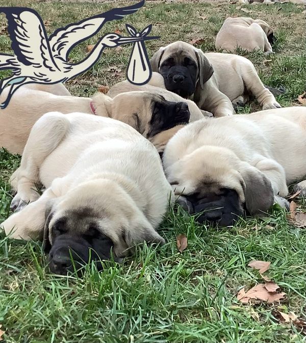 New litter coming!