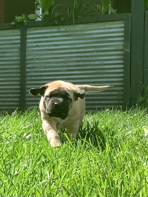 “Big puppy” Saint running for the football