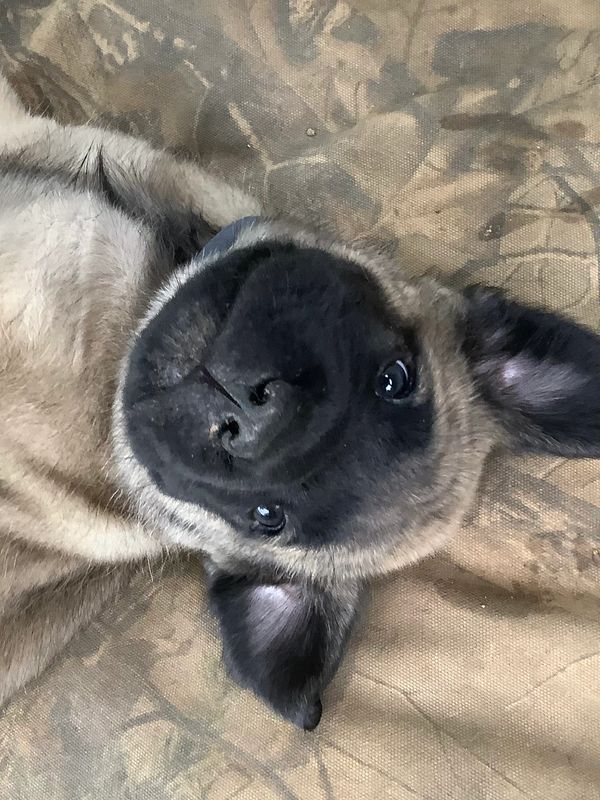 Goofy puppy Chestnut laying upside down!