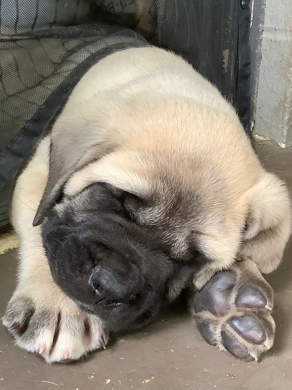 Beech falling asleep halfway out the back door