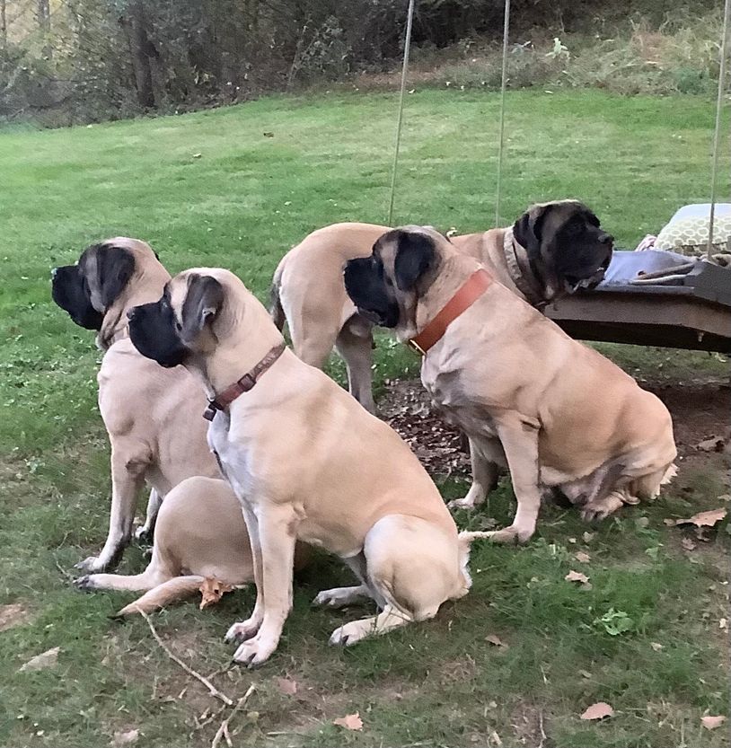 4 English Mastiffs standing guard on a lawn.