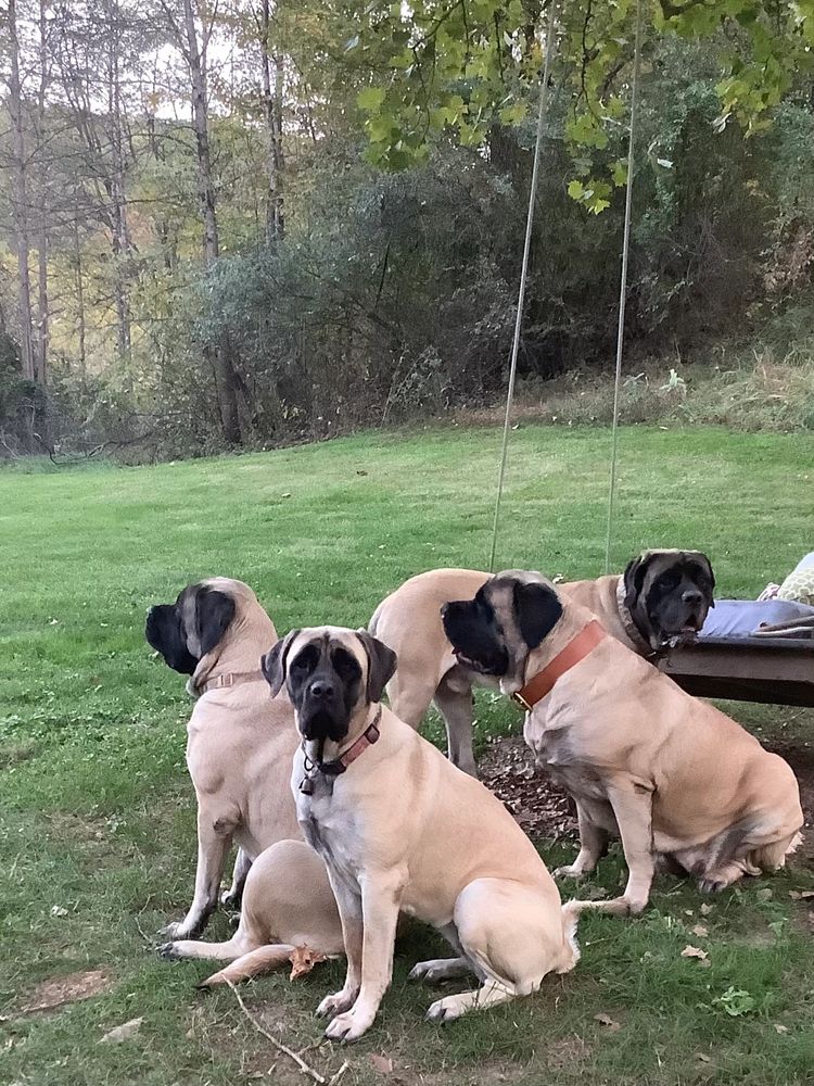 Four large dogs sitting and standing on grass near a swing in a wooded area.