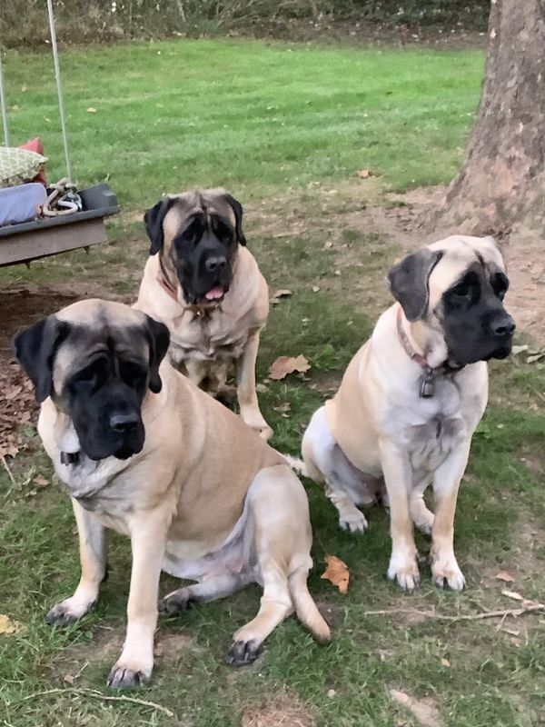 3 giant dogs gossiping