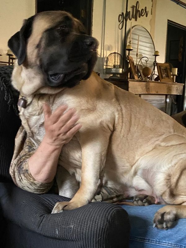 Giant breed Mastiff sitting in owner’s lap