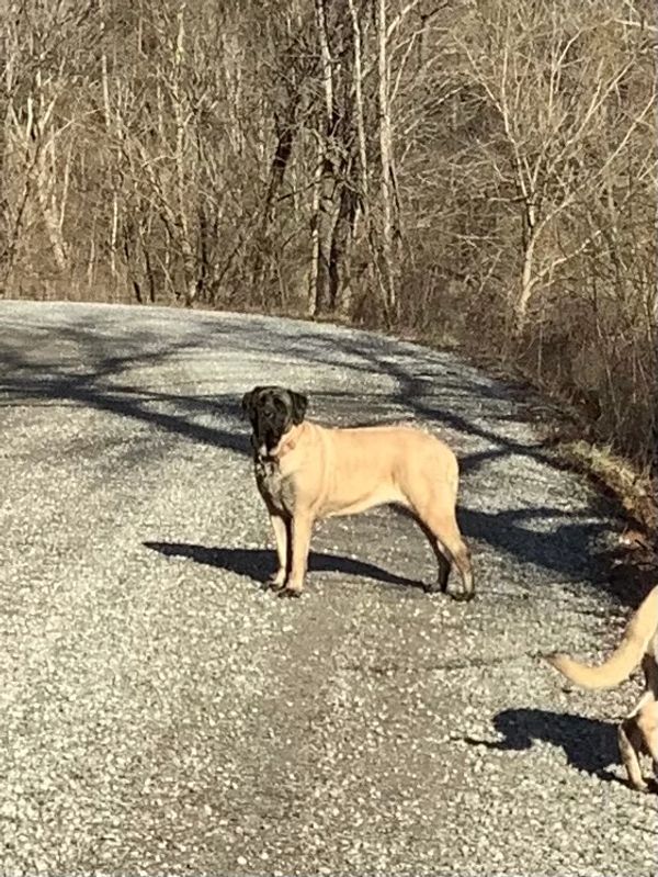 Big Dog guarding the road