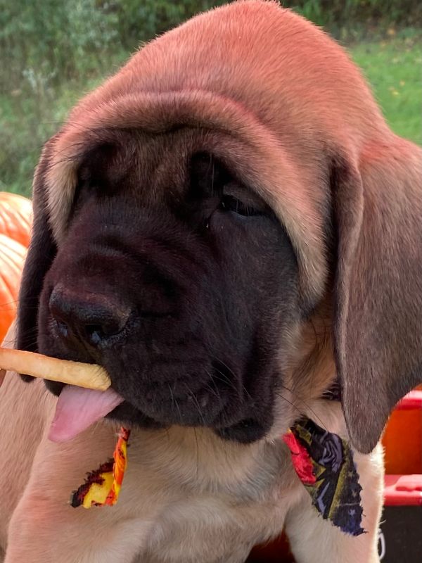 Mastiff puppy Calypso and her love of French fries!