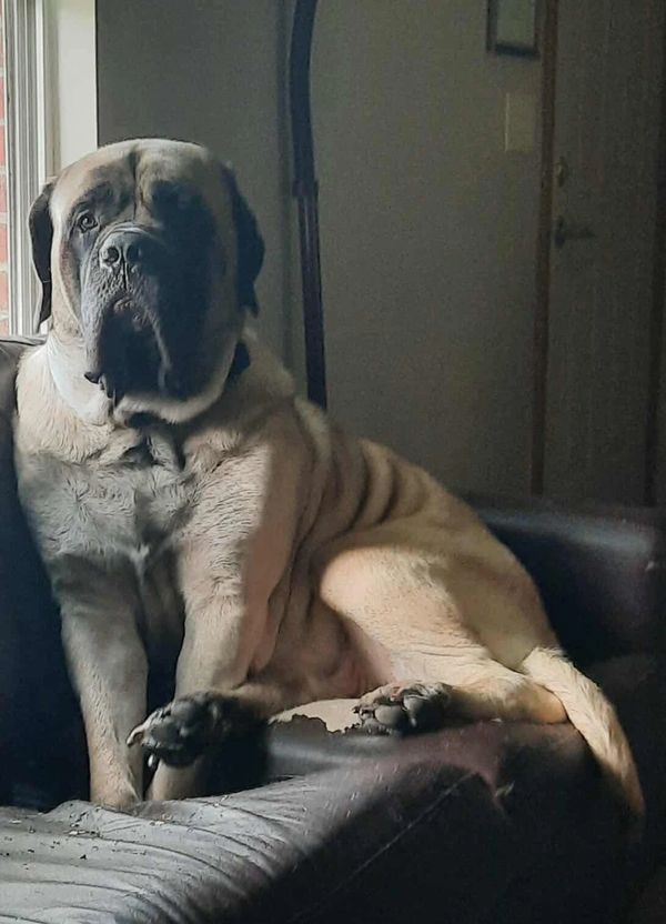 Big Puppy Mongo patiently awaiting his girl
