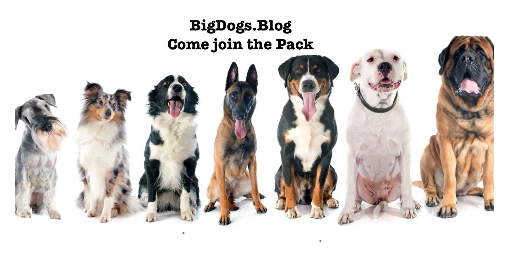 Seven diverse dogs sitting in a row with the text 'BigDogs.Blog Come join the Pack'.
