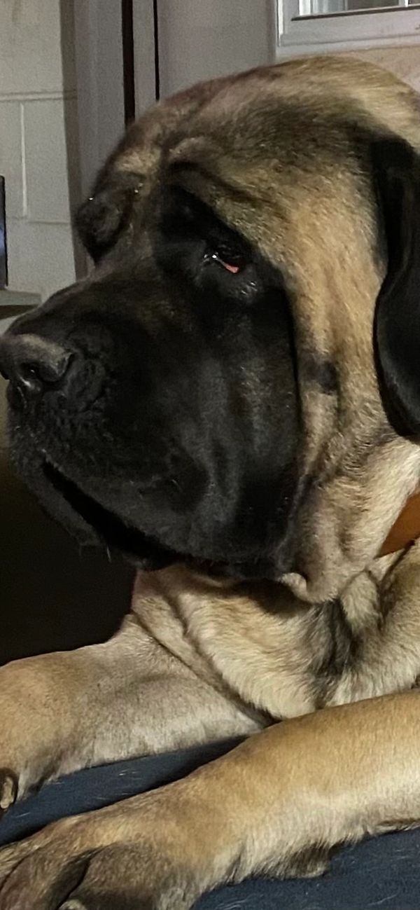 Big Dog MooMoo the Mastiff