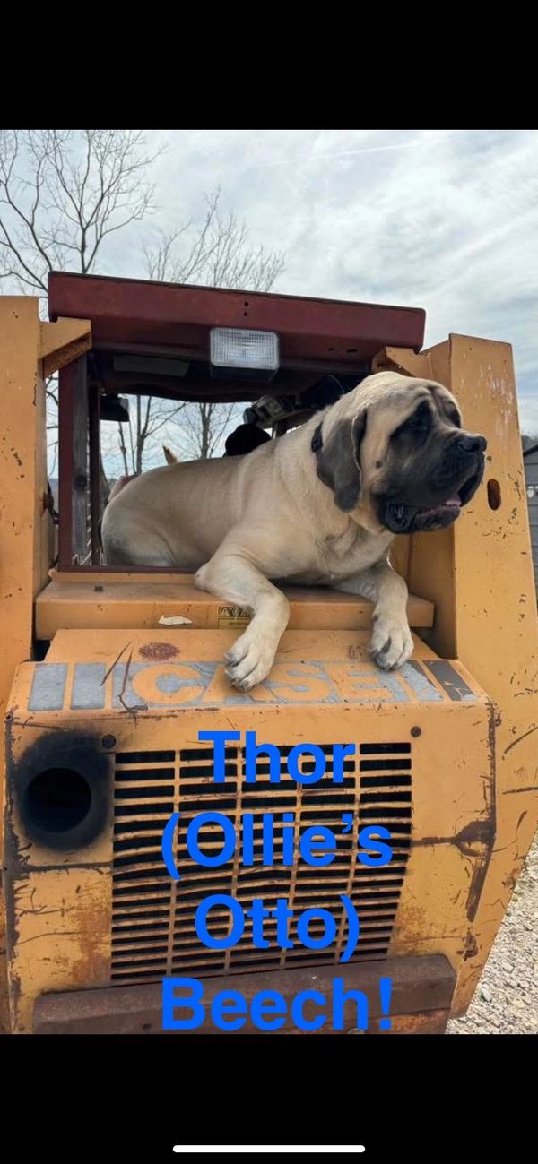 2024 Litter’s Calm puppy, the chillest puppy of the year!