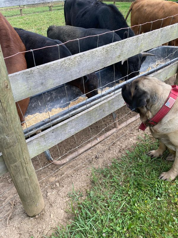 Mini cows and giant dog