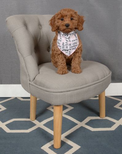 dark red apricot female cockapoo puppy in toronto ontario canada