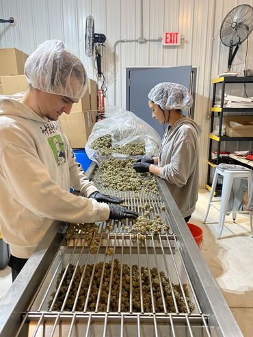 Workers sorting cannabis buds on a conveyor belt in a processing facility.