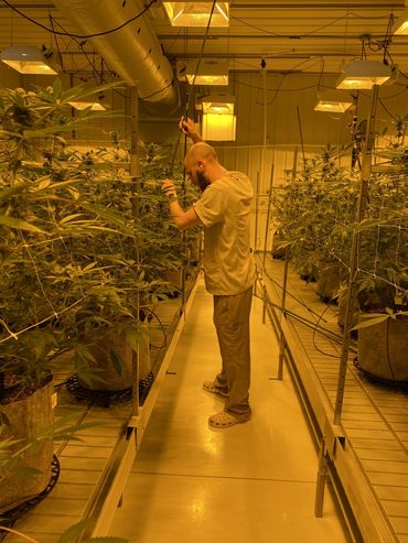 A person tending plants in a yellow-lit indoor grow room.