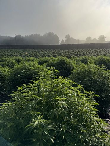 A lush green field of plants under a misty sky in the early morning.