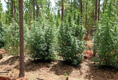 Young marijuana plants