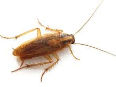Henderson pest control
Pest control for roaches
Henderson exterminator
Las Vegas pest control