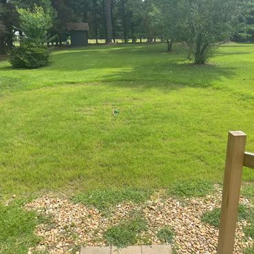 Lawn Established week 8