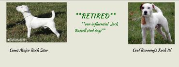 Two jack Russell’s at a terrier trial