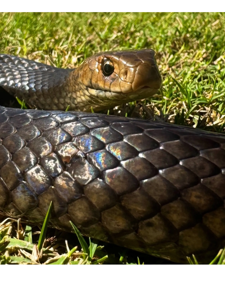 Close-up of a snake on grass.