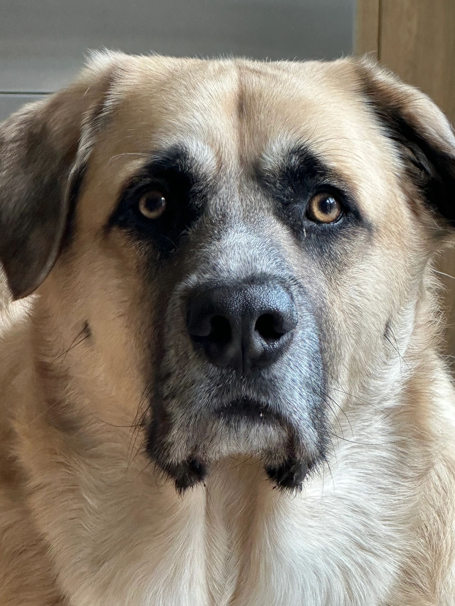 Cyrus the Great and Lovely is the best dang dog in the world.
