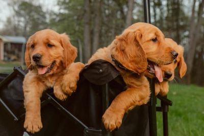 East Tennessee Goldens. Golden retriever breeder in Greene County.