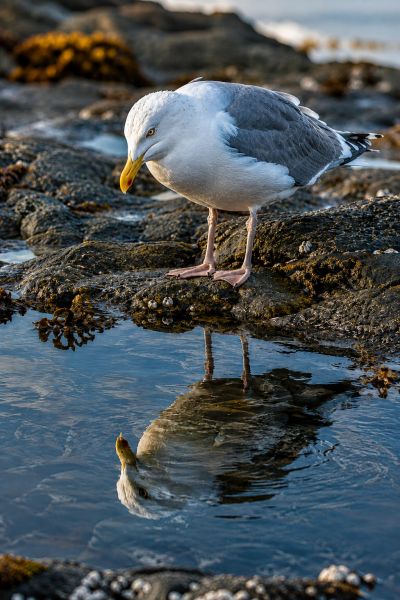 Seagull looking at its reflection in water on rocky shore.