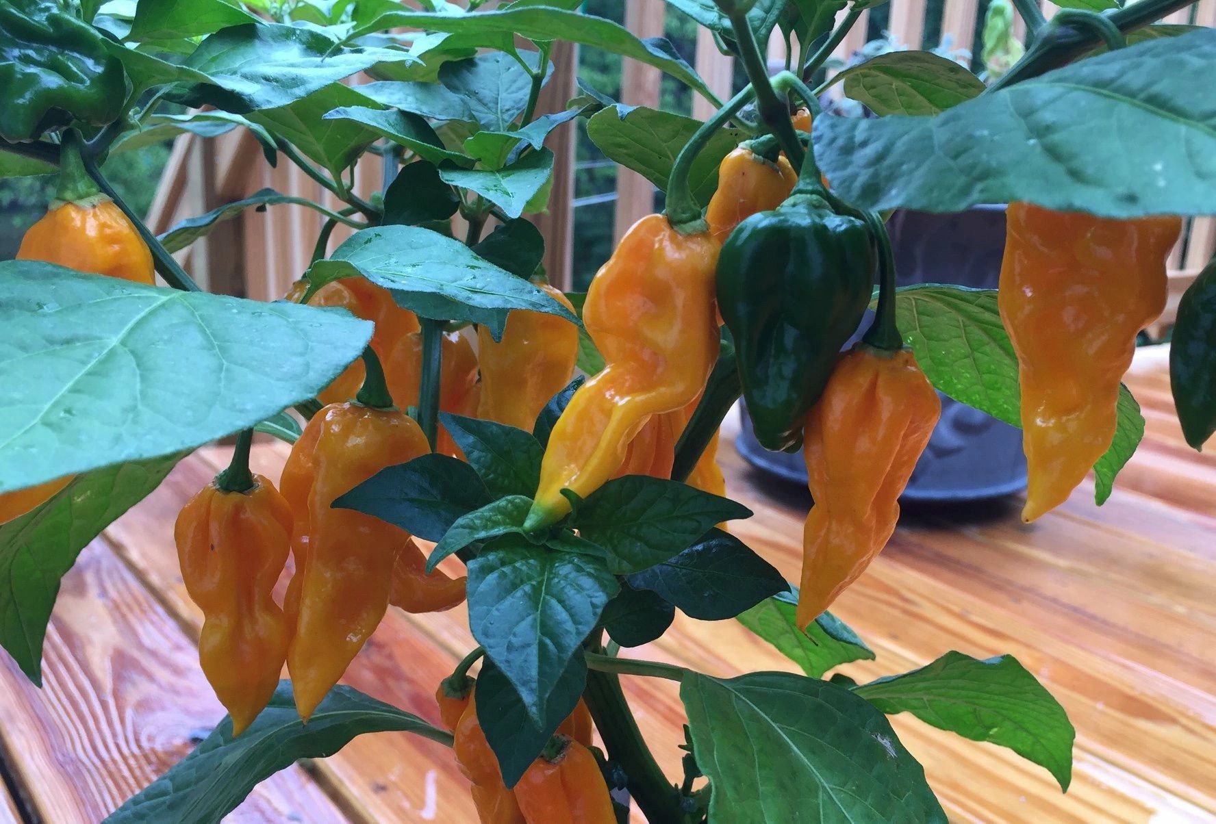 Naked Hot Sauces