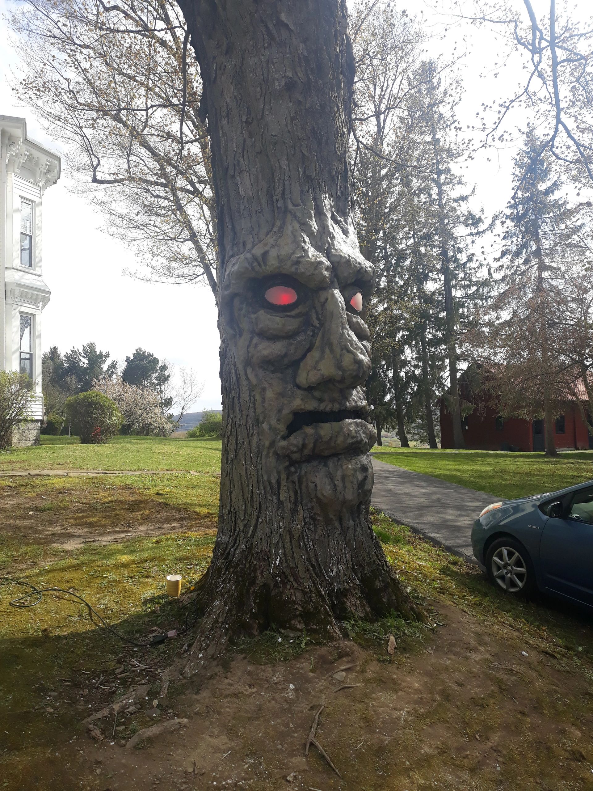 Tree carving and sculptures created on live trees in Albany NY, Saratoga NY, Amsterdam NY,