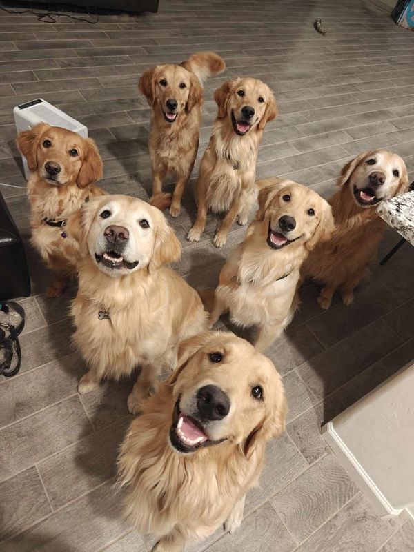 Our Happy Golden Retriever Family.