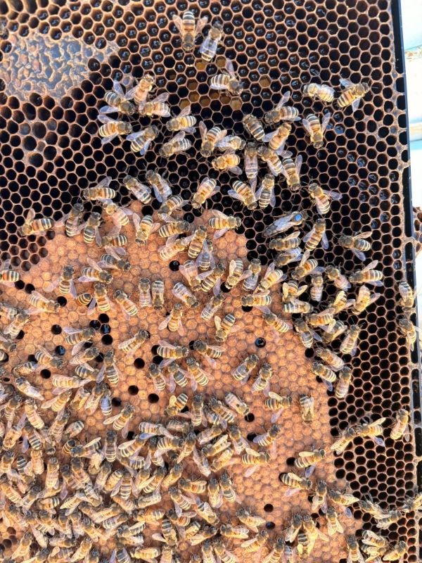 Honeybees on a honeycomb frame.