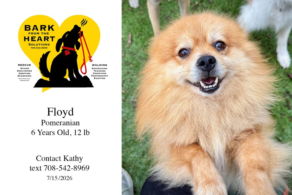 Floyd, Pomeranian