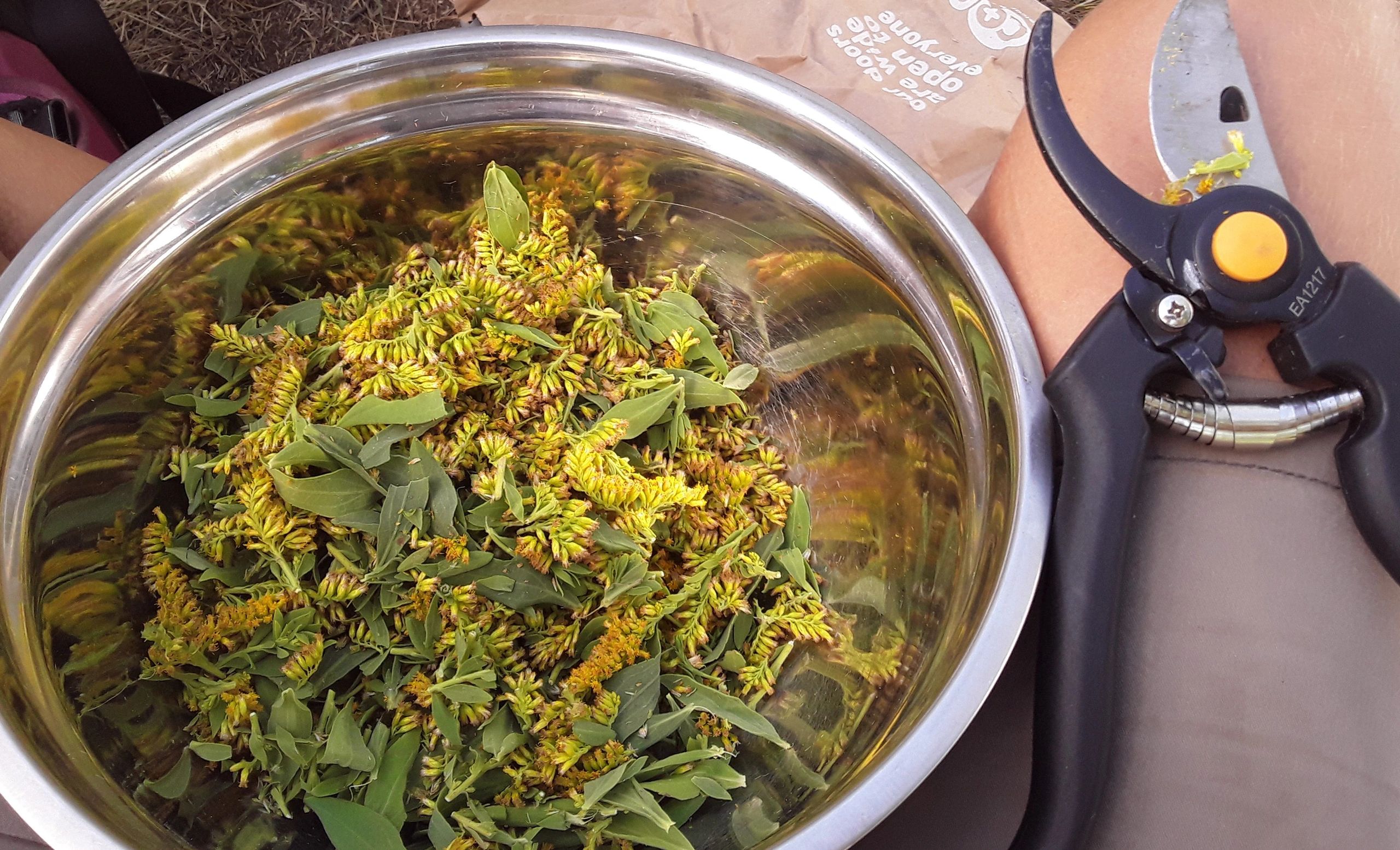 herbal medicine preparation in the field.