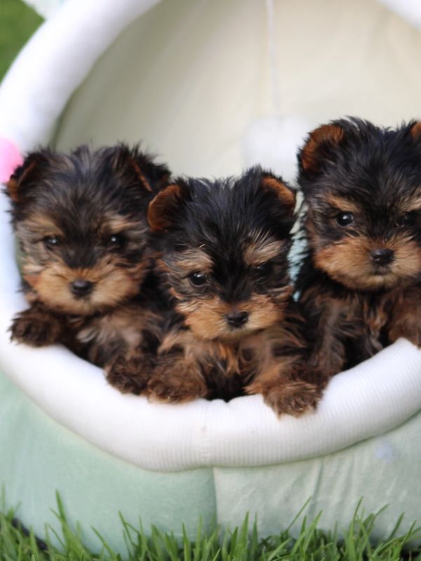 Three adorable Yorkshire Terrier puppies sitting closely together.
