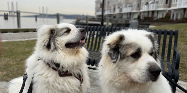 Two fluffy white dogs sitting on a waterfront bench.