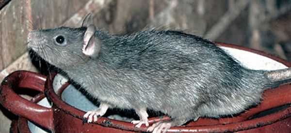 Brevard's Pest Solutions rat trapping and exclusions in Melbourne Beach Florida.