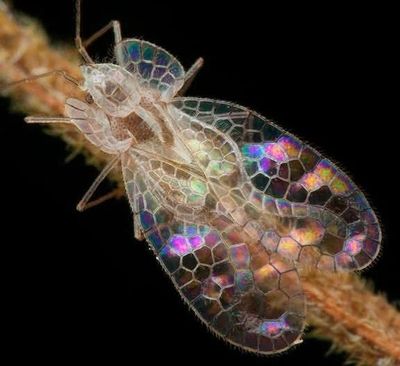 Close-up of an iridescent insect on a stem.