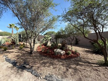 A desert garden with cacti, trees, and rocks under a clear blue sky.