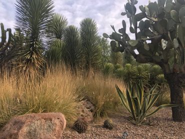 A desert garden with various cacti, succulents, and dry grasses under a cloudy sky.