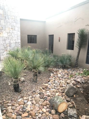 A courtyard garden with desert plants and a dry rocky bed.