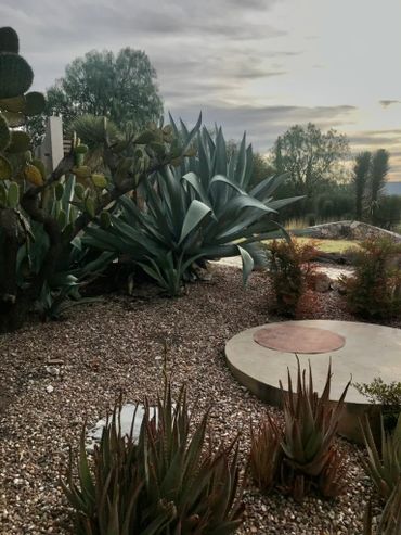 Desert garden with succulents and cloudy sky at dusk.
