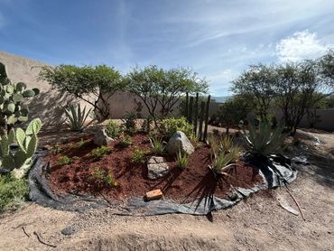 A desert garden with cacti, agave, and small trees under a clear blue sky.