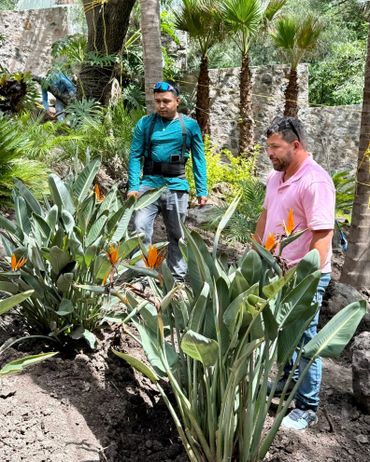 Two men examining tropical plants with orange flowers in a garden.